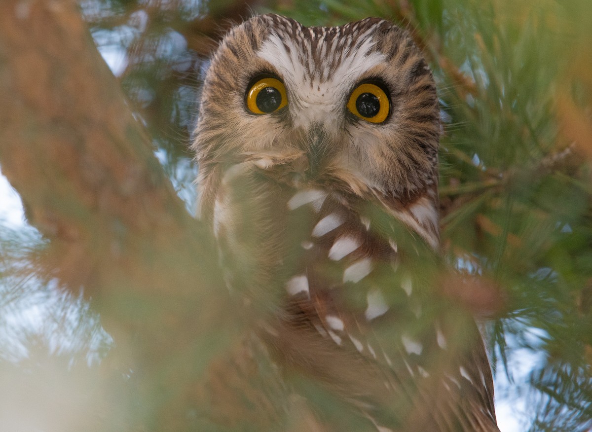 Northern Saw-whet Owl - ML646477457