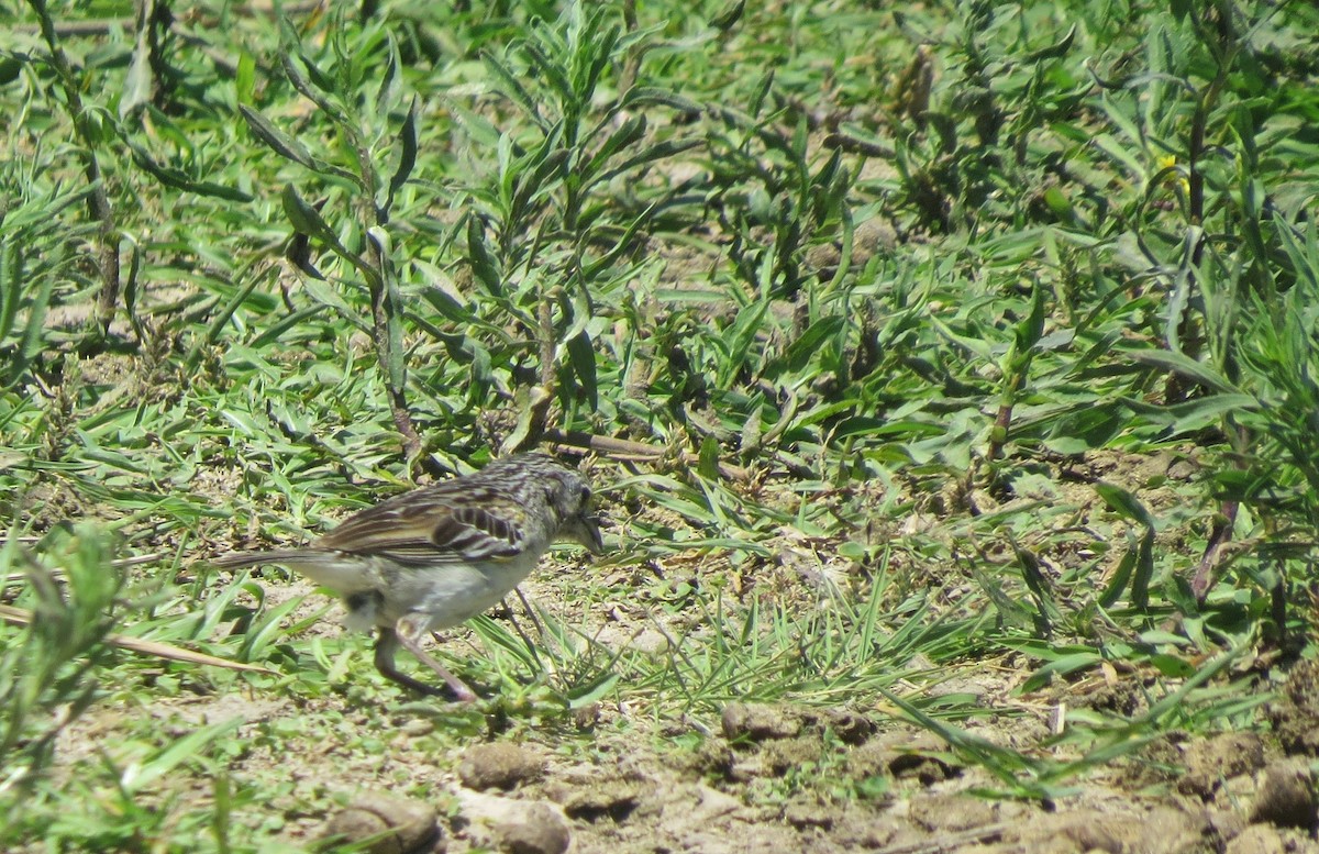 キガタヒメドリ - ML646477458