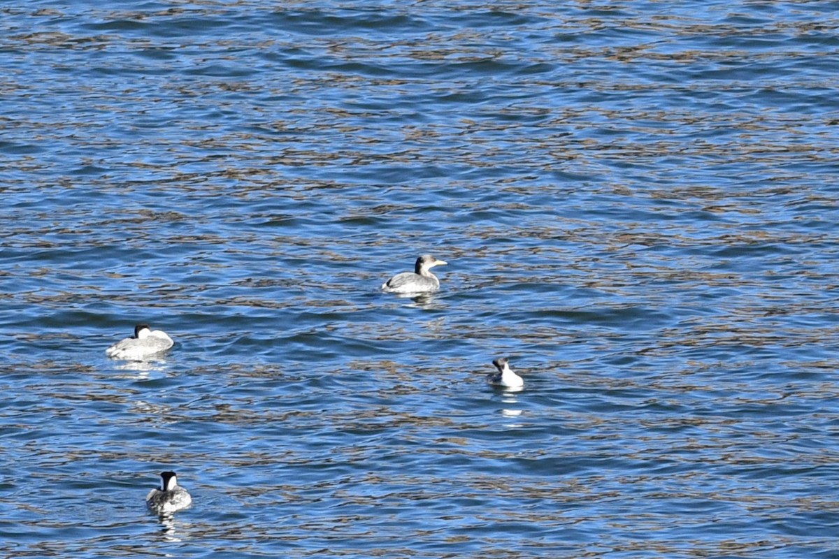Red-necked Grebe - ML646477460