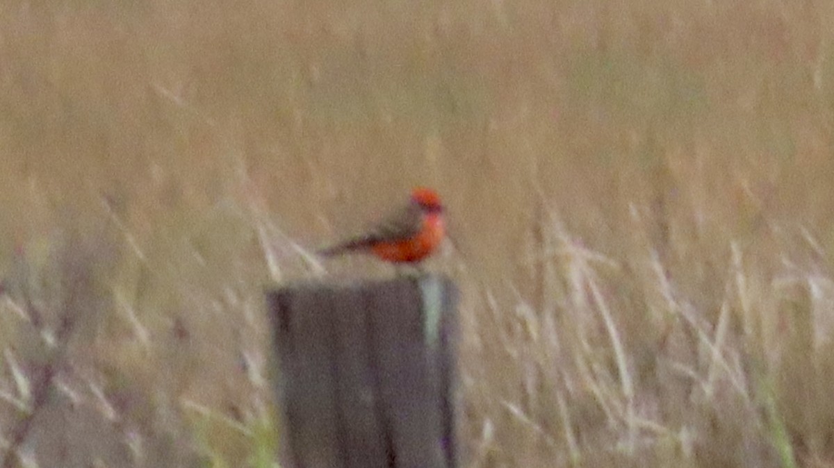 Rubintyrann - ML646477461