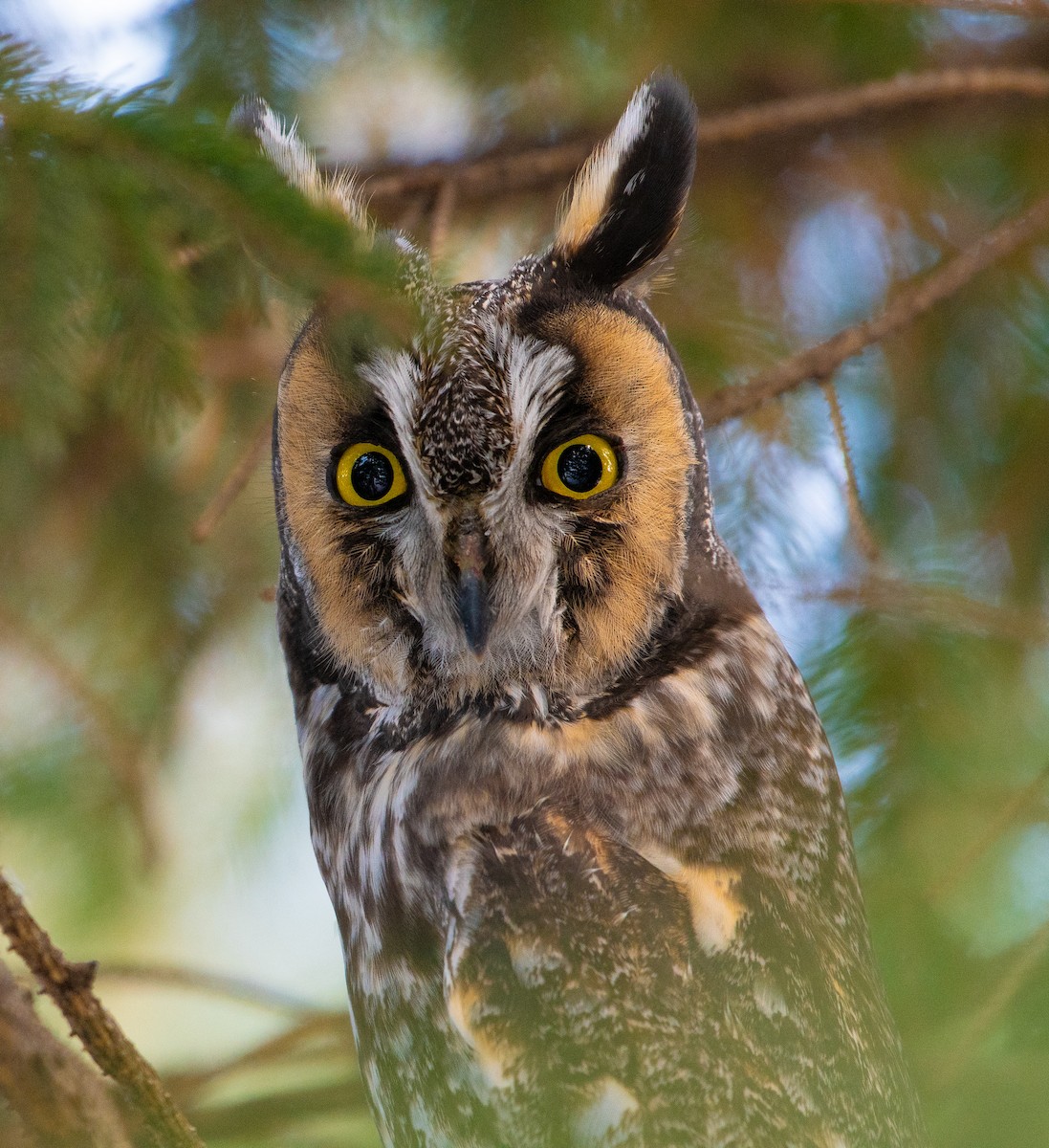 Long-eared Owl - ML646477463