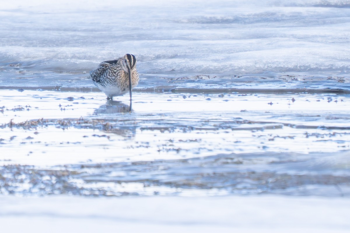 Wilson's Snipe - ML646477468