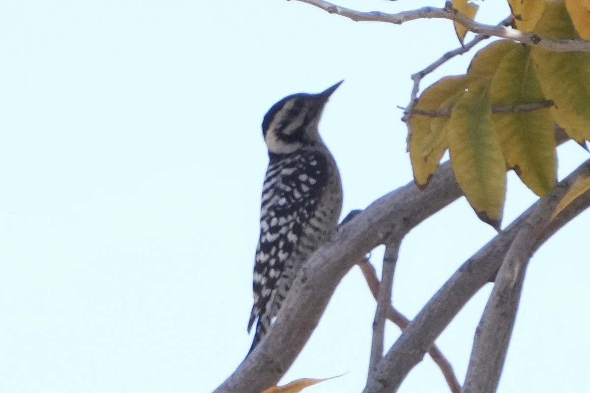 Ladder-backed Woodpecker - ML646477474
