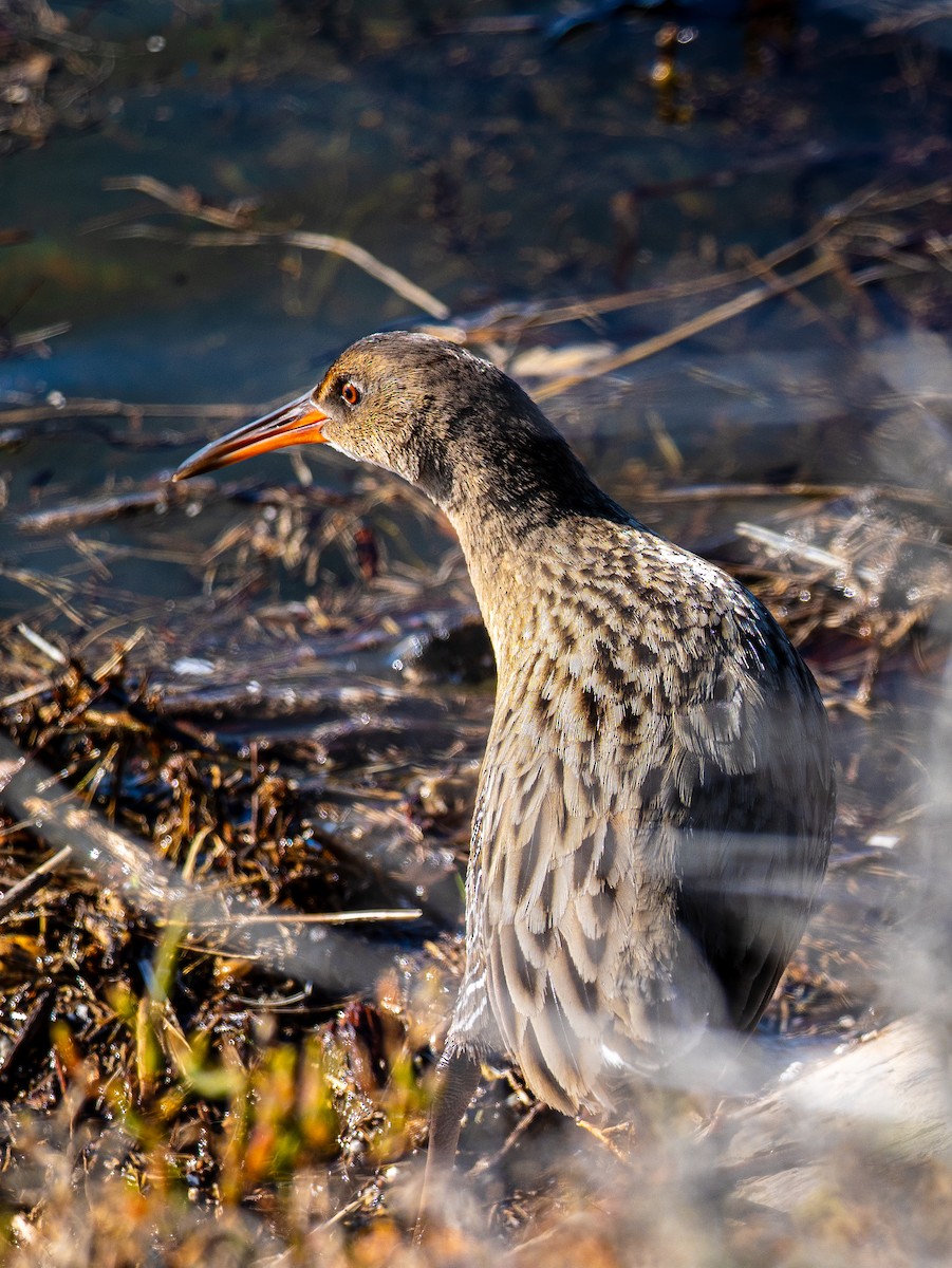 Ridgway's Rail - ML646477475