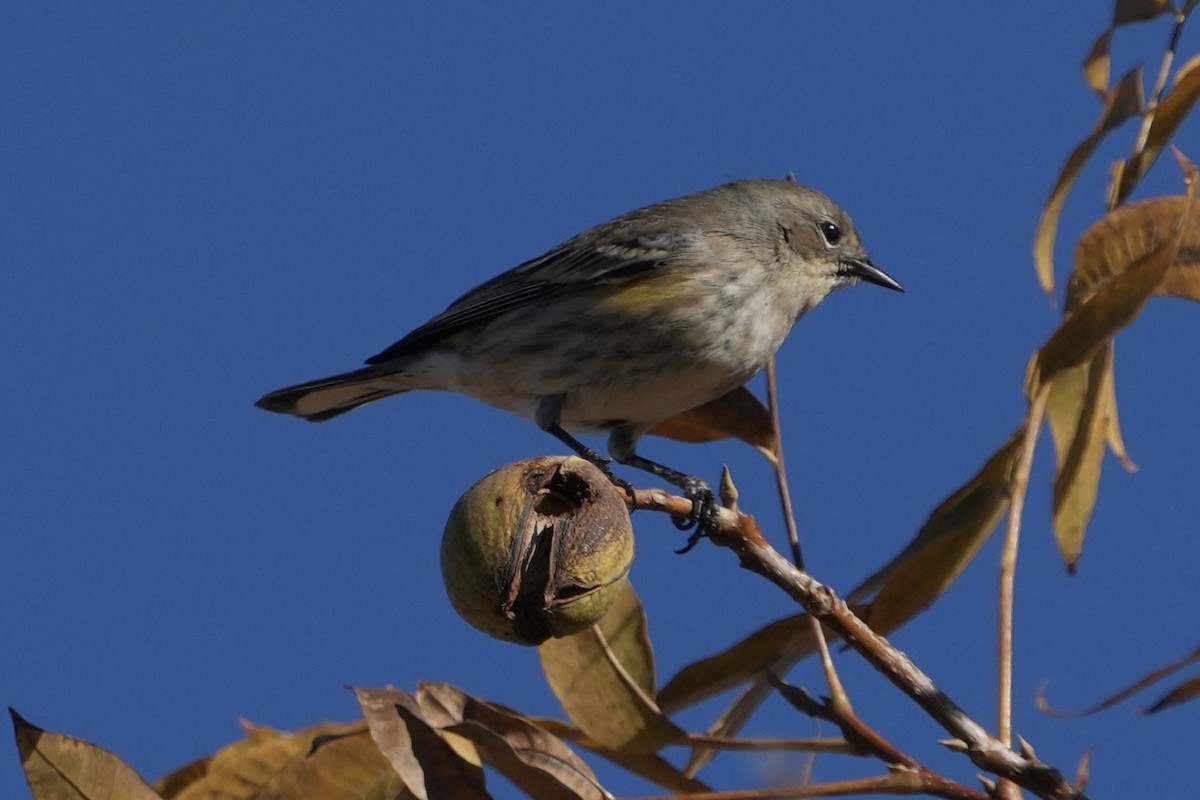 Yellow-rumped Warbler - ML646477486