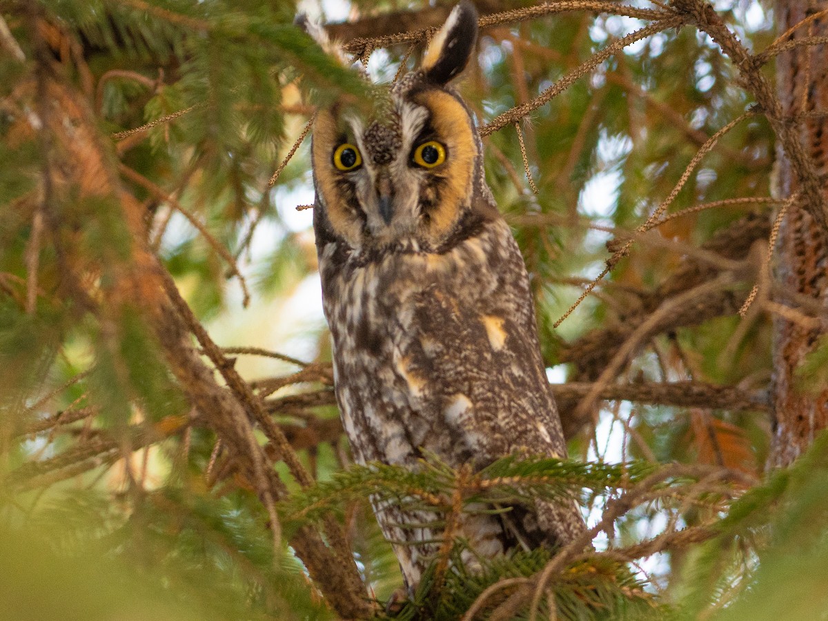 Long-eared Owl - ML646477490