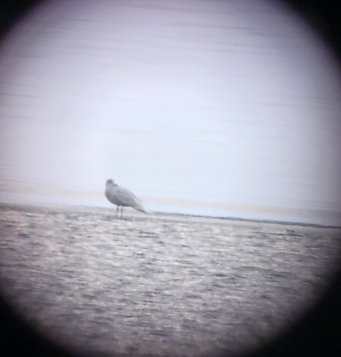 Glaucous Gull - ML646477491