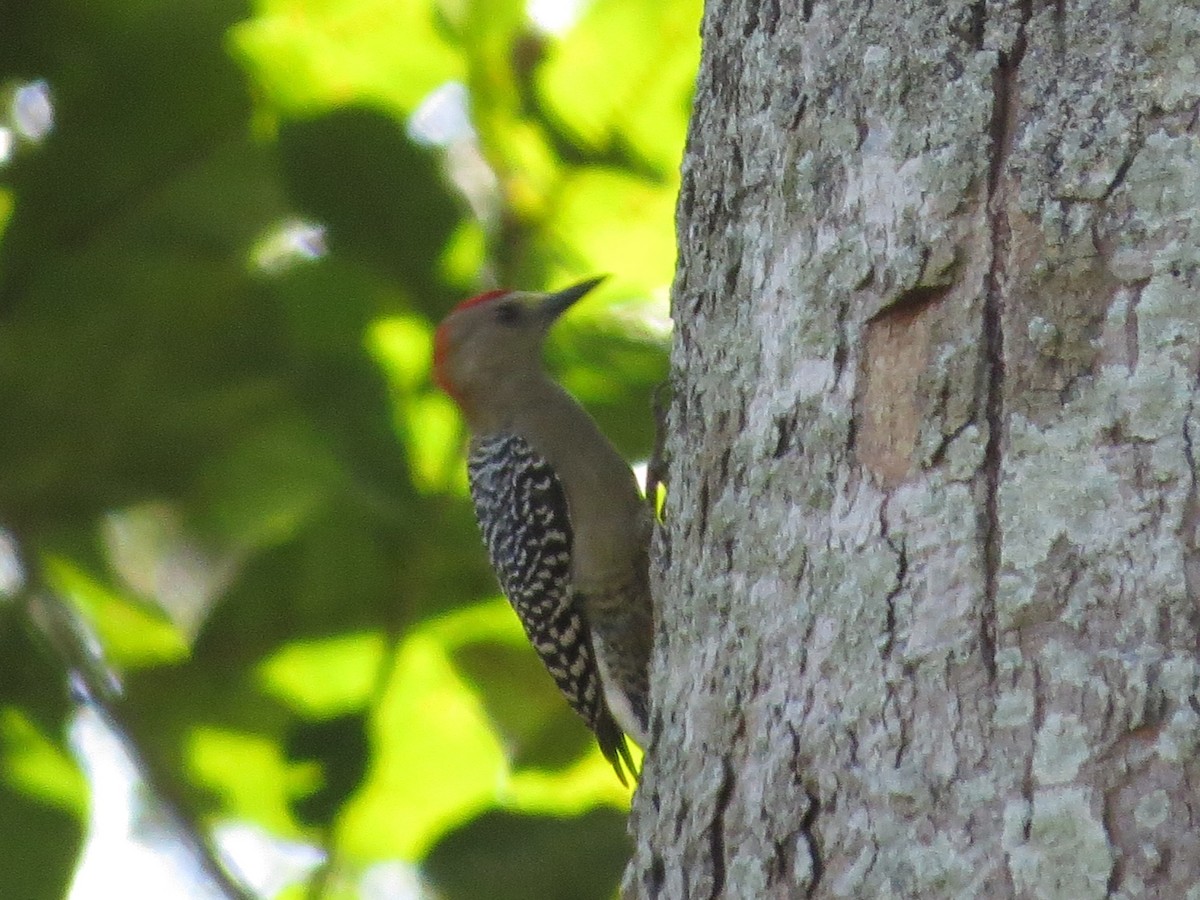 Red-crowned Woodpecker - ML646477494
