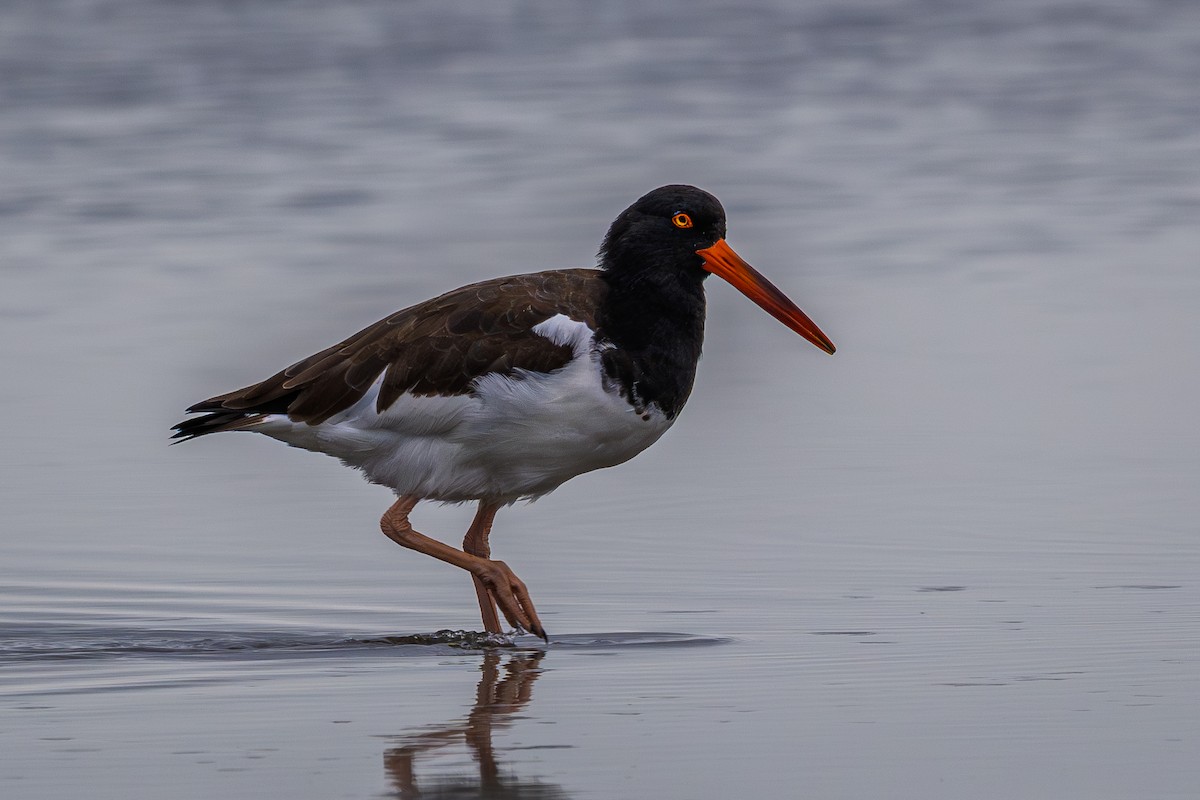 ústřičník americký - ML646477498