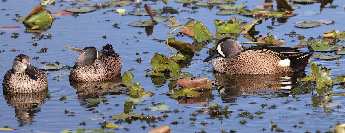Blue-winged Teal - ML646477499