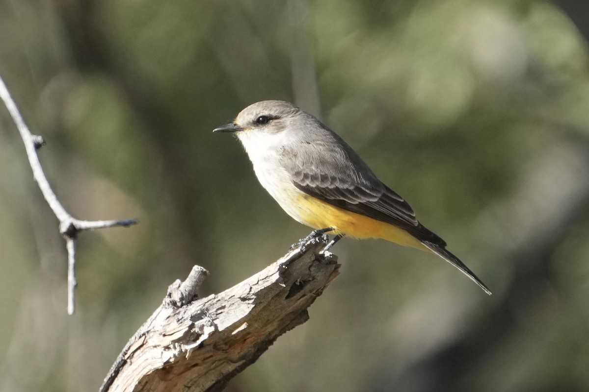 Vermilion Flycatcher - ML646477502