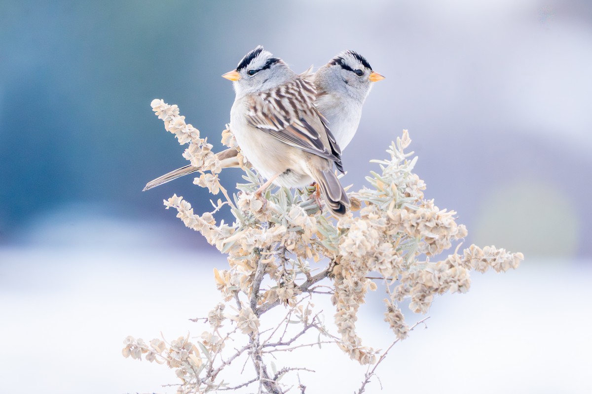 White-crowned Sparrow - ML646477515