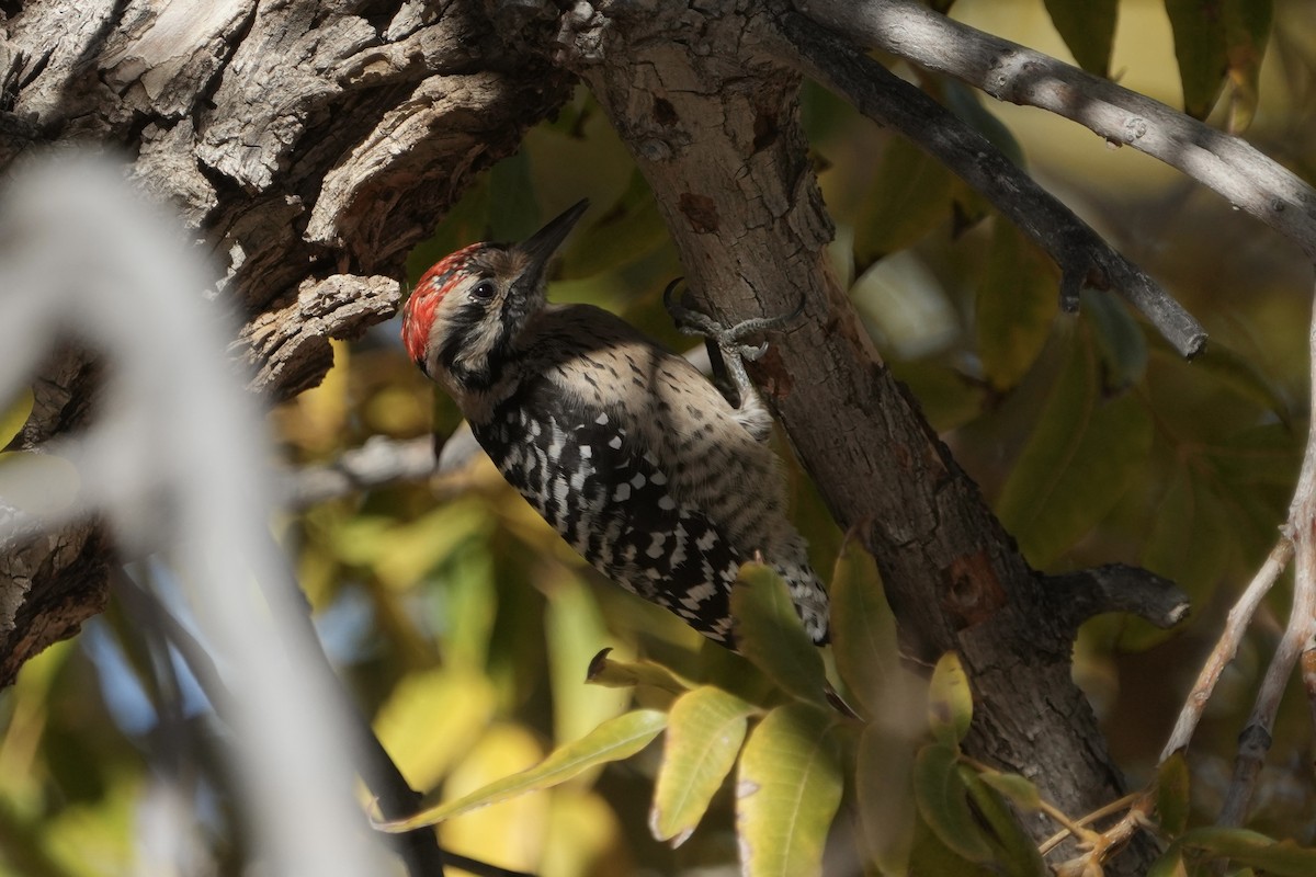Ladder-backed Woodpecker - ML646477519