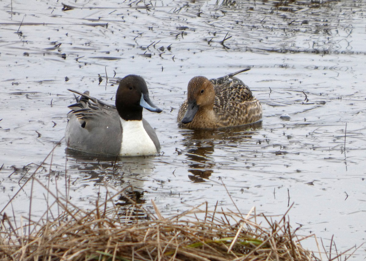 Шилохвость - ML646477520