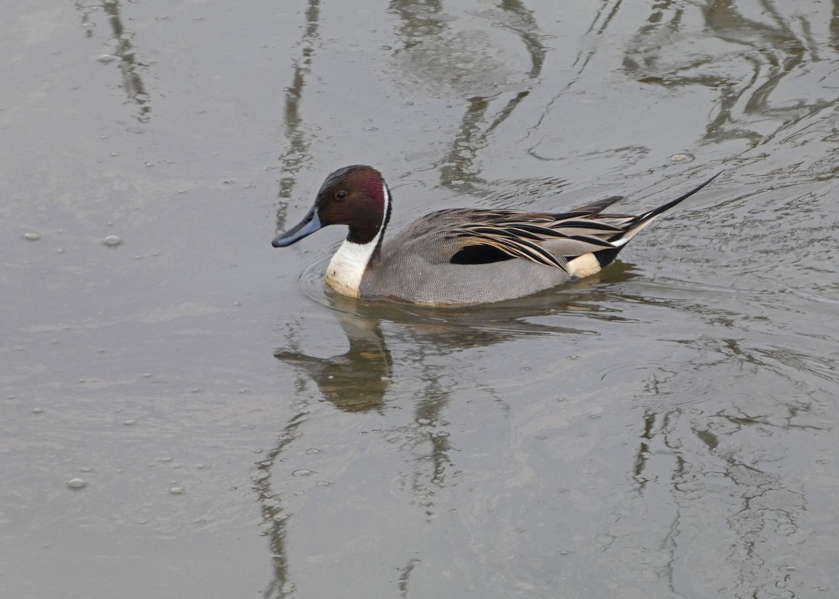 Шилохвость - ML646477521