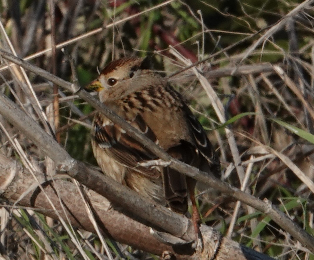 White-crowned Sparrow - ML646477525