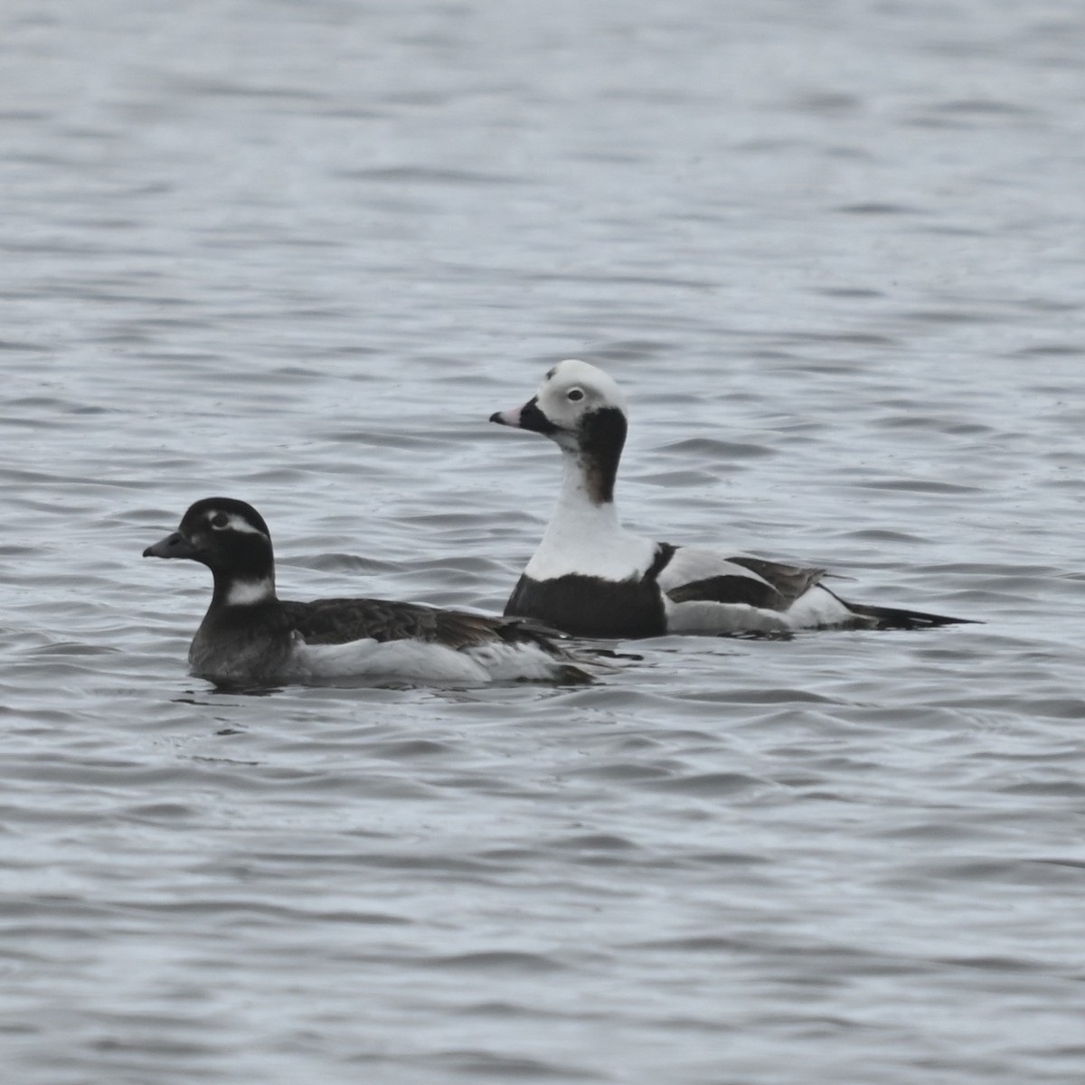 Long-tailed Duck - ML646477531