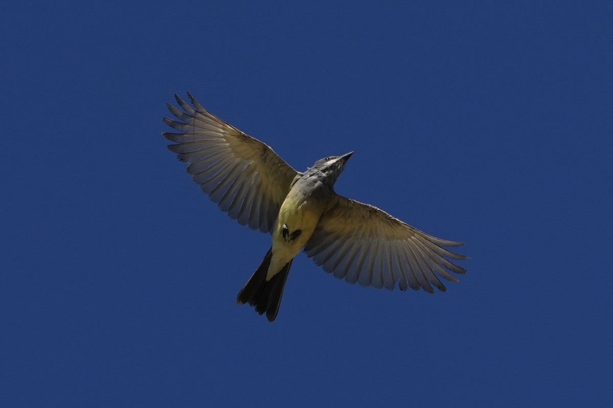 Cassin's Kingbird - ML646477532