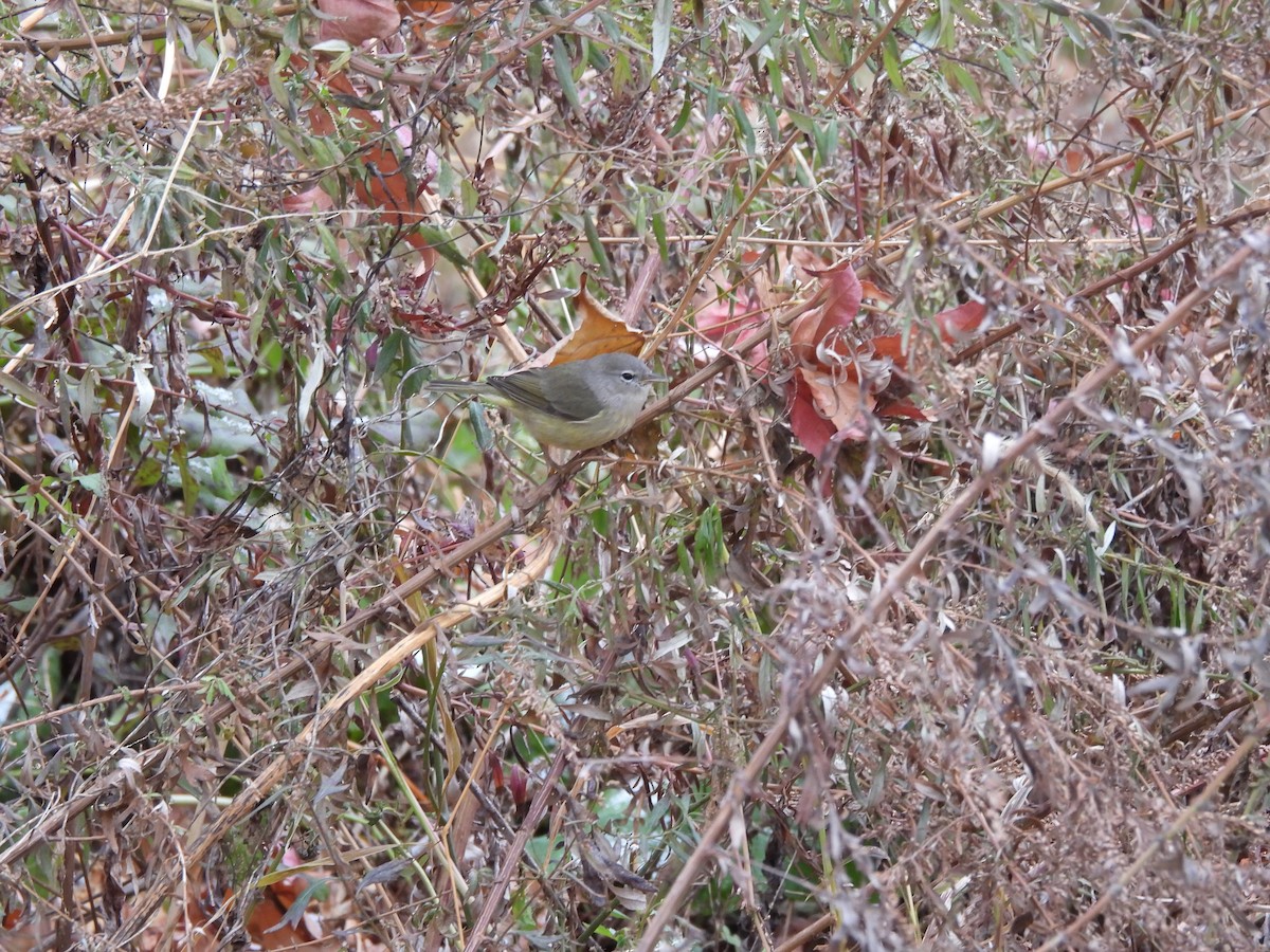 Orange-crowned Warbler - ML646477534