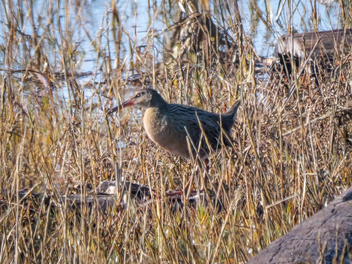 Ridgway's Rail - ML646477536