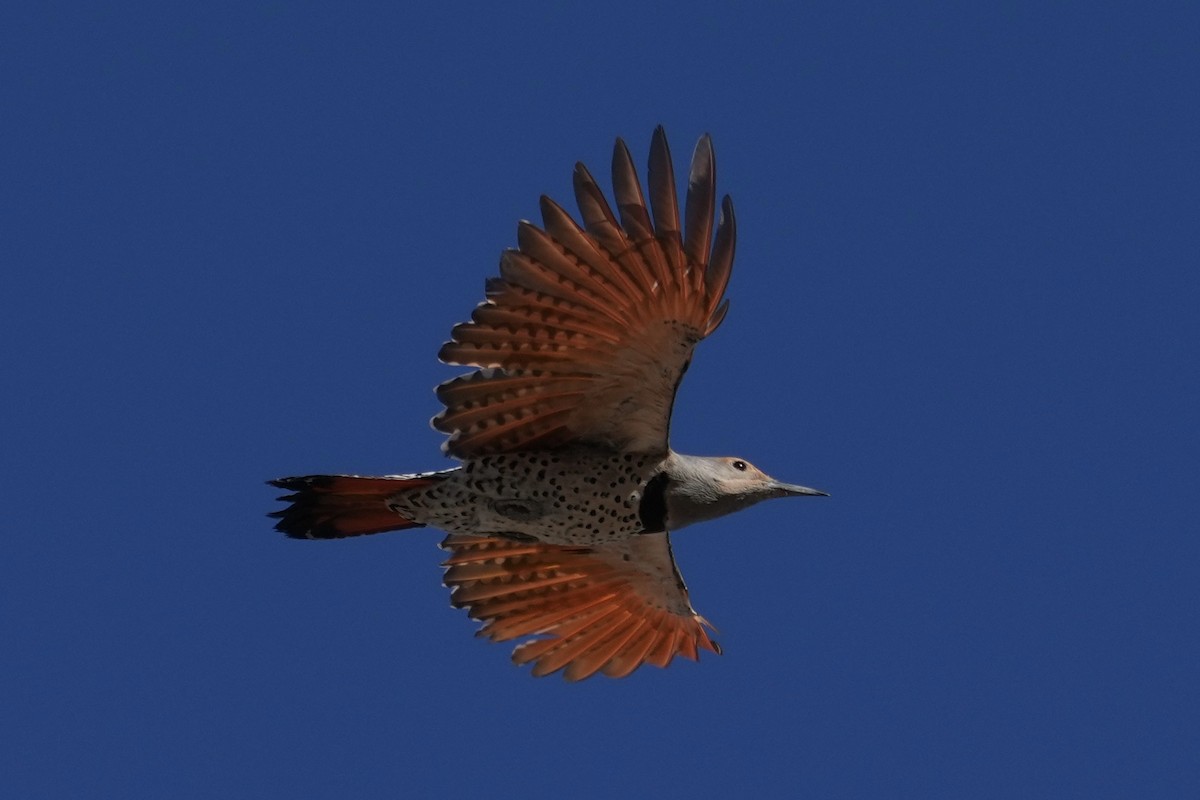 Northern Flicker (Red-shafted) - ML646477537