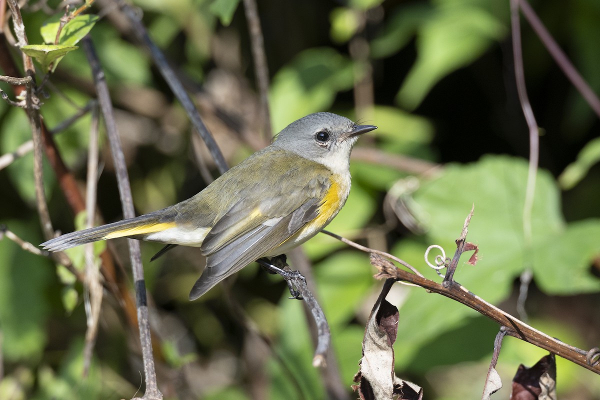 סבכון חכלילי - ML646477538