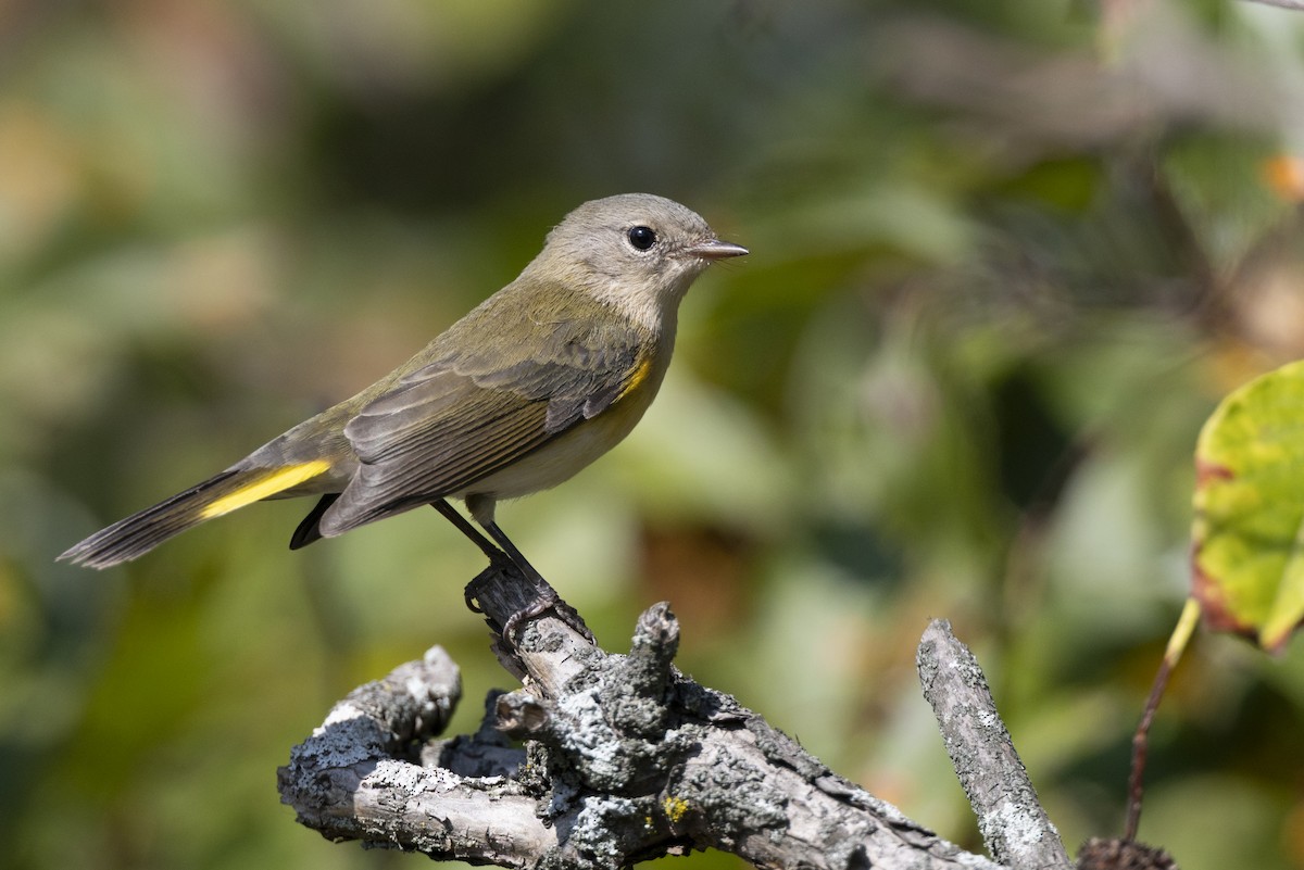סבכון חכלילי - ML646477539