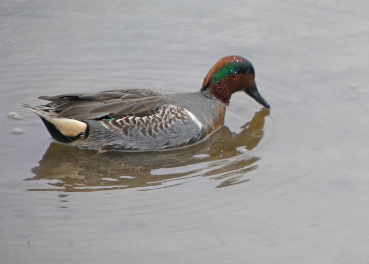 Чирок-свистунок (Американский) - ML646477543