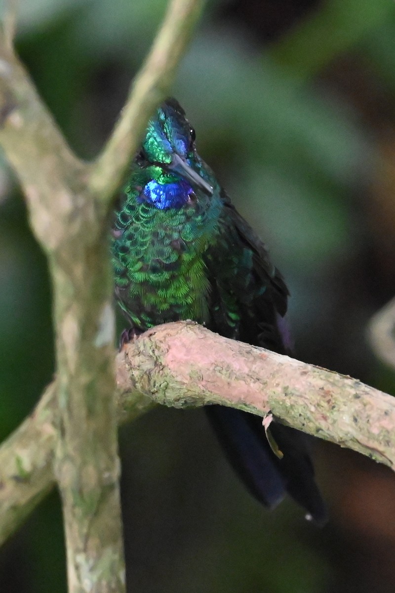 kolibřík subtropický - ML646477544