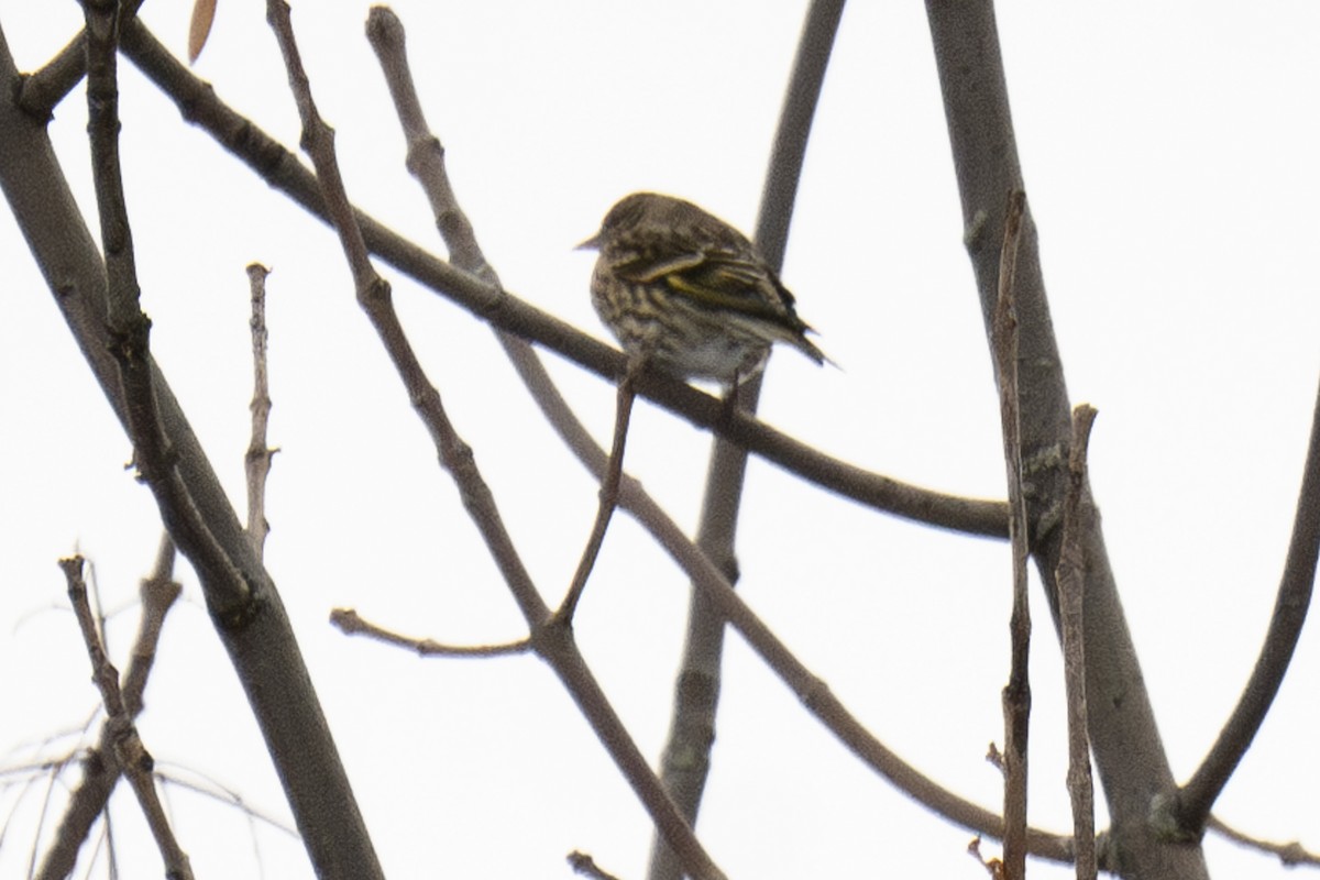 Pine Siskin - ML646477546