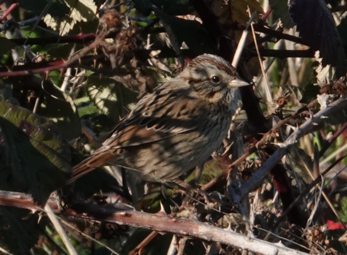 Lincoln's Sparrow - ML646477547