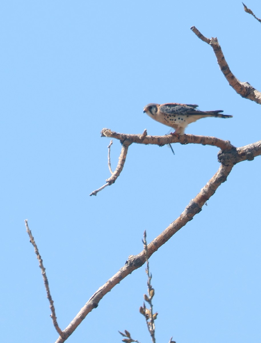 American Kestrel - ML646477550