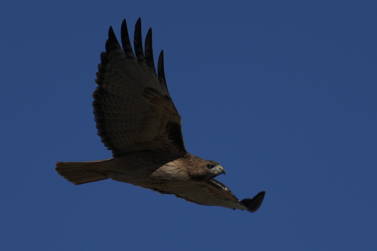 Red-tailed Hawk - ML646477553
