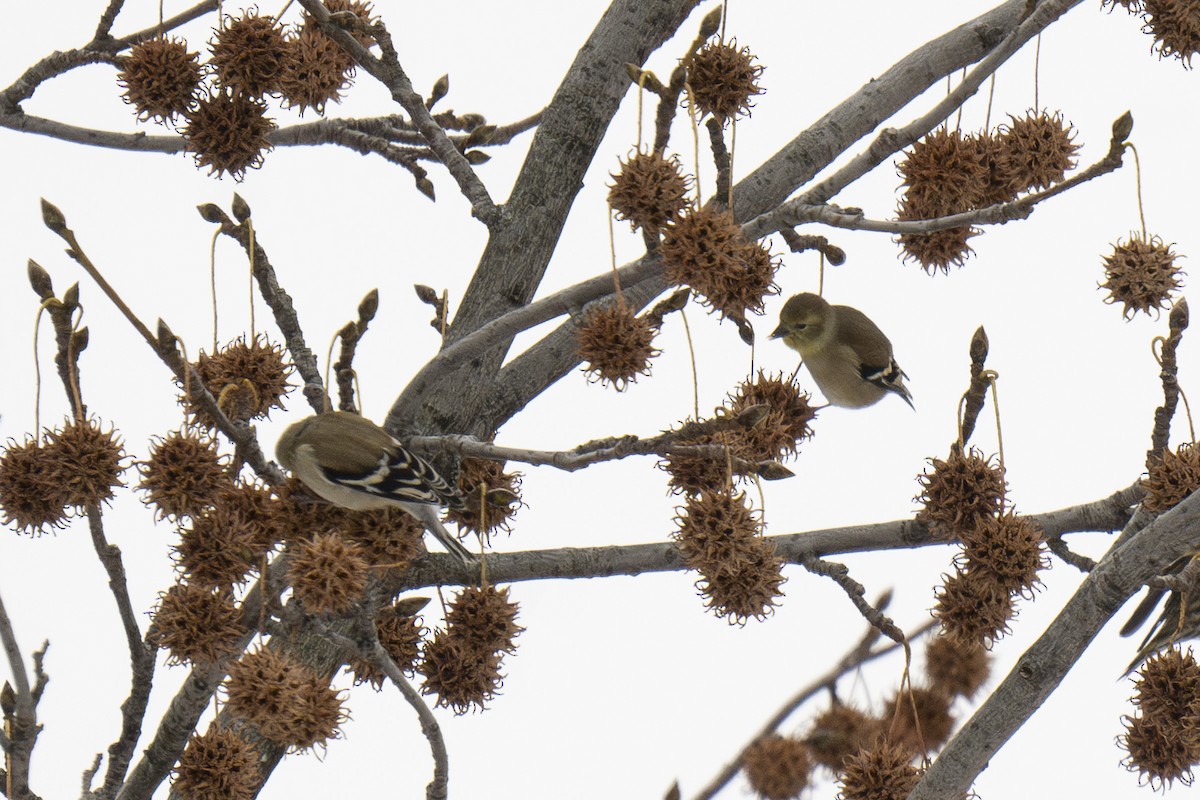 American Goldfinch - ML646477554