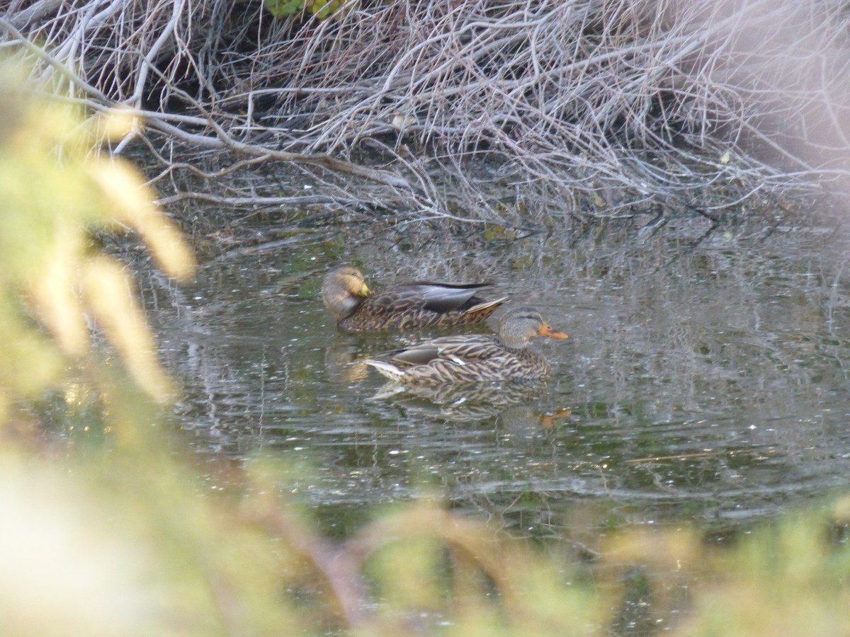 dabbling duck sp. - ML646477557