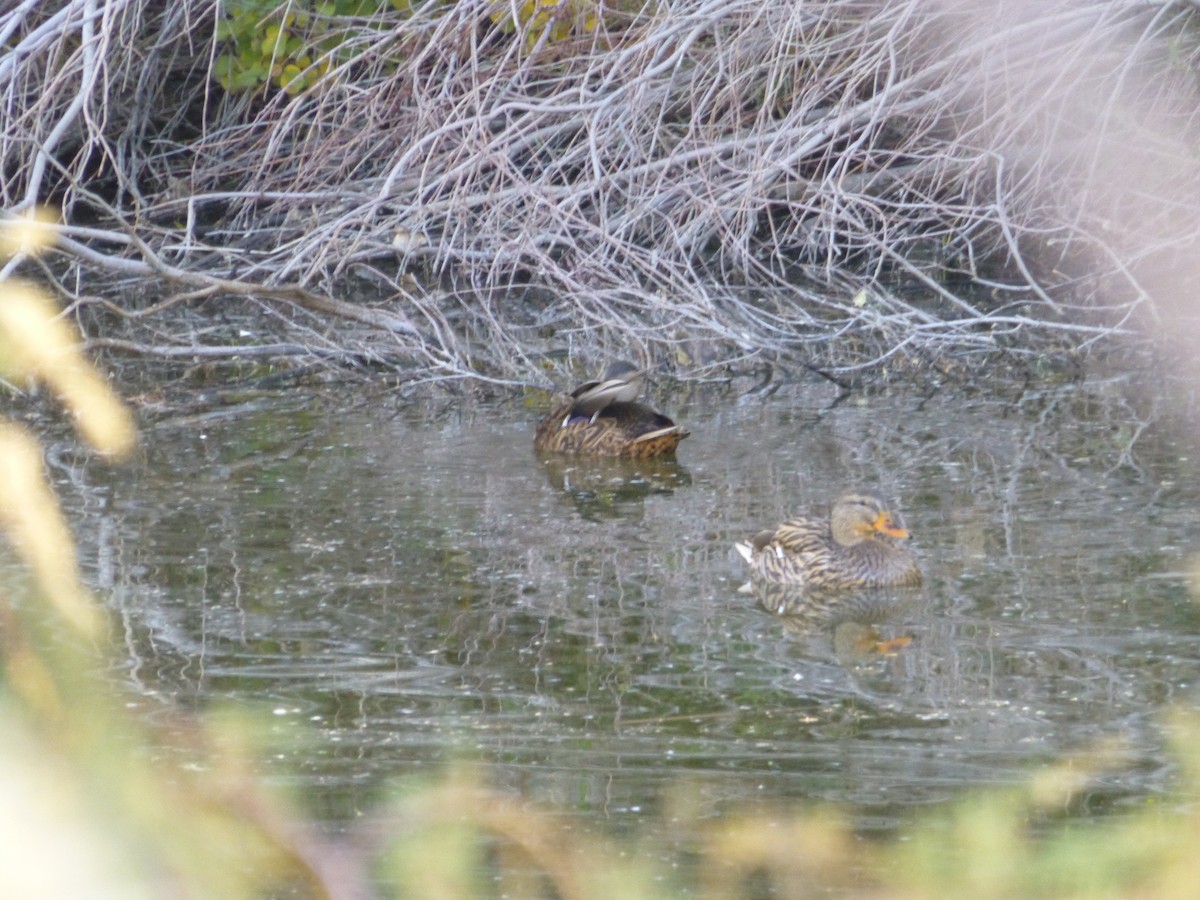 dabbling duck sp. - ML646477558