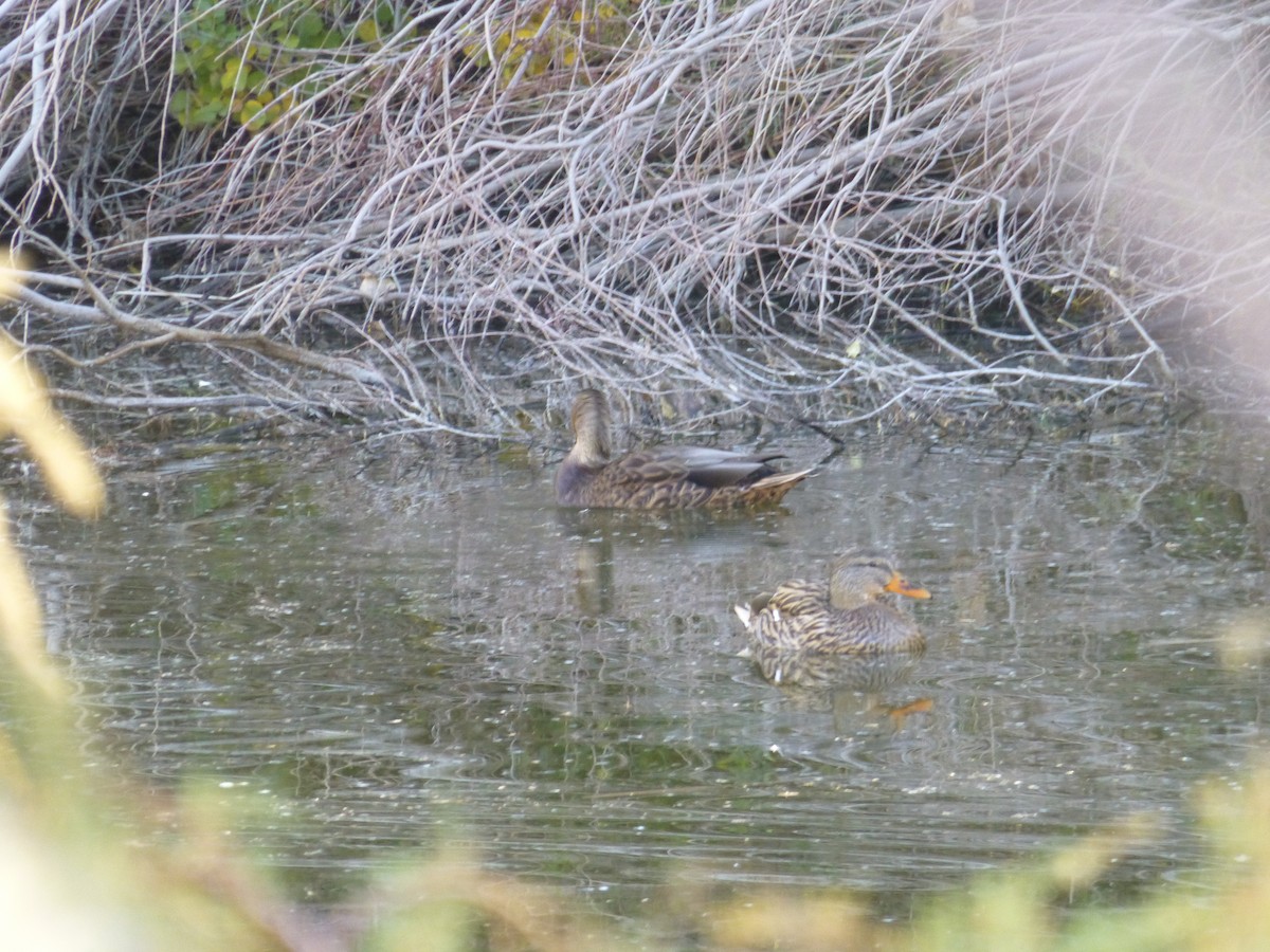 dabbling duck sp. - ML646477559