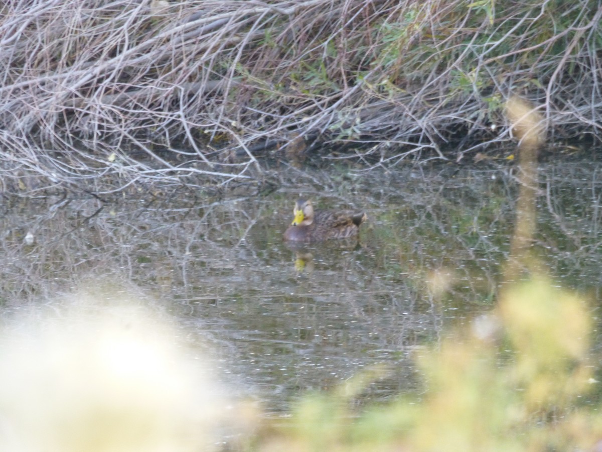 dabbling duck sp. - ML646477560