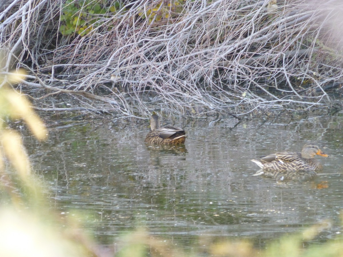 dabbling duck sp. - ML646477561