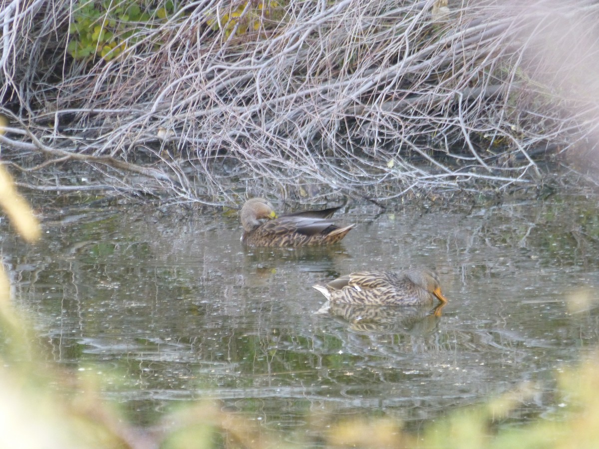 dabbling duck sp. - ML646477562