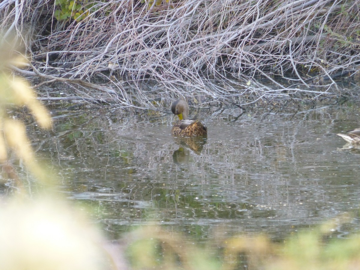 dabbling duck sp. - ML646477563