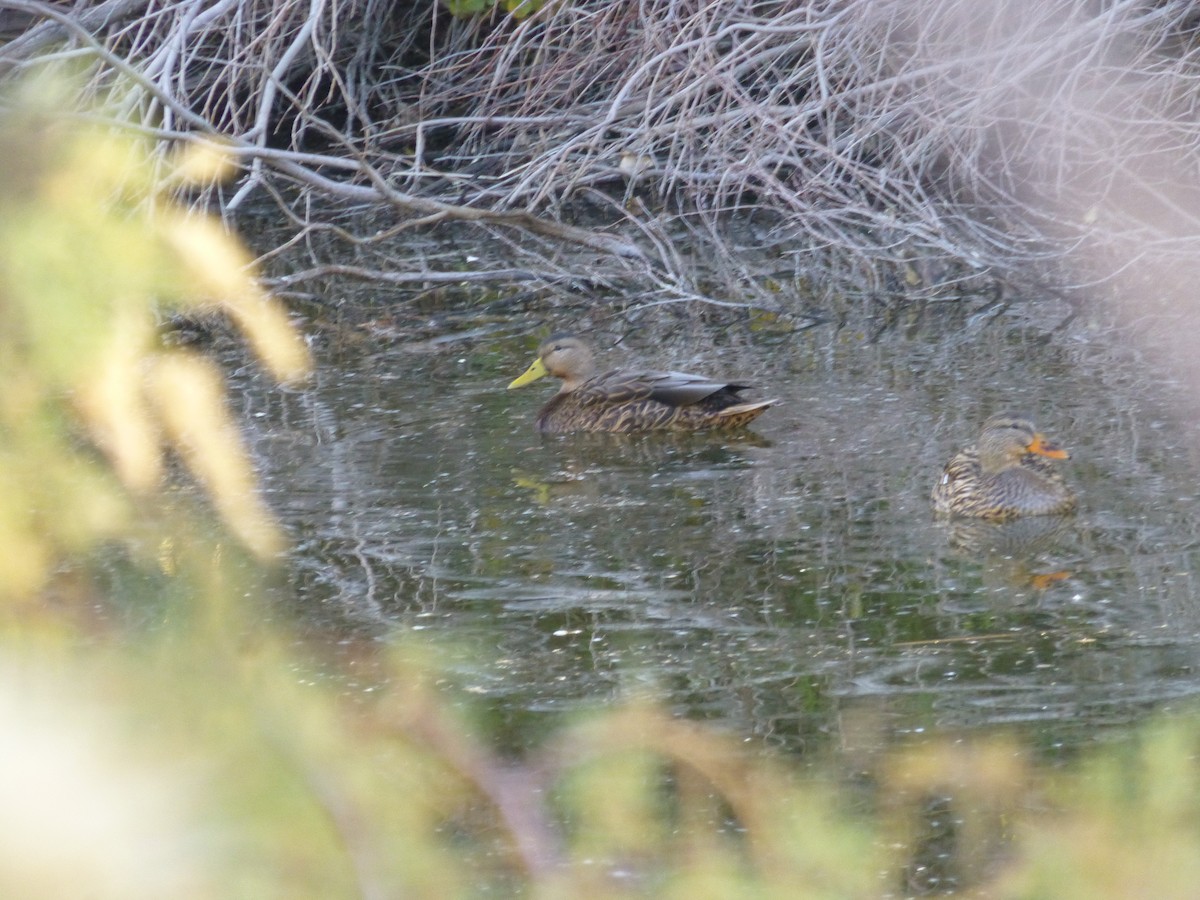 dabbling duck sp. - ML646477564