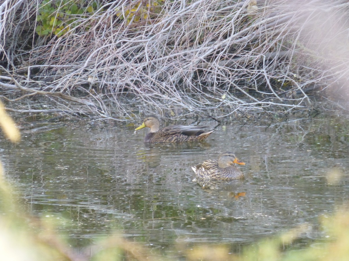 dabbling duck sp. - ML646477565