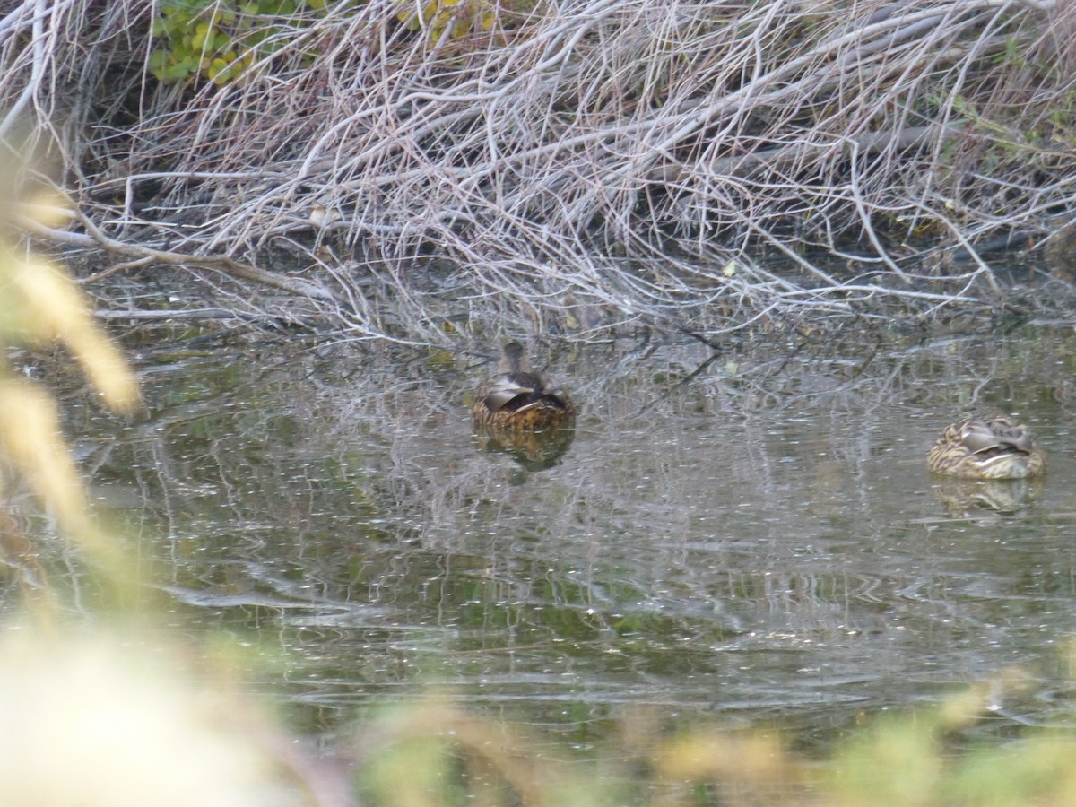 dabbling duck sp. - ML646477566