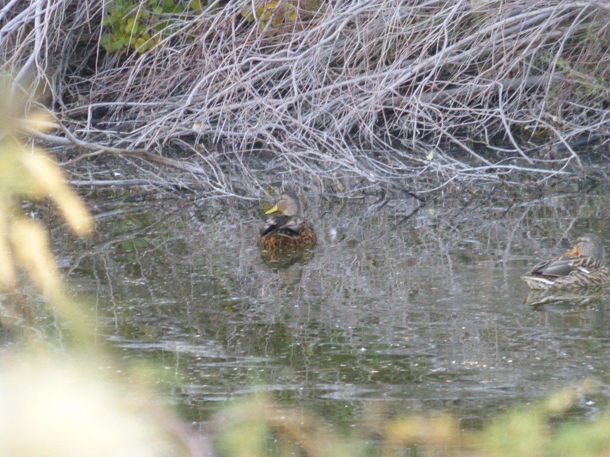 dabbling duck sp. - ML646477567