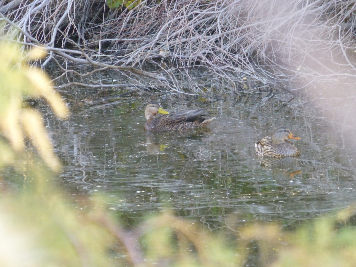 dabbling duck sp. - ML646477569