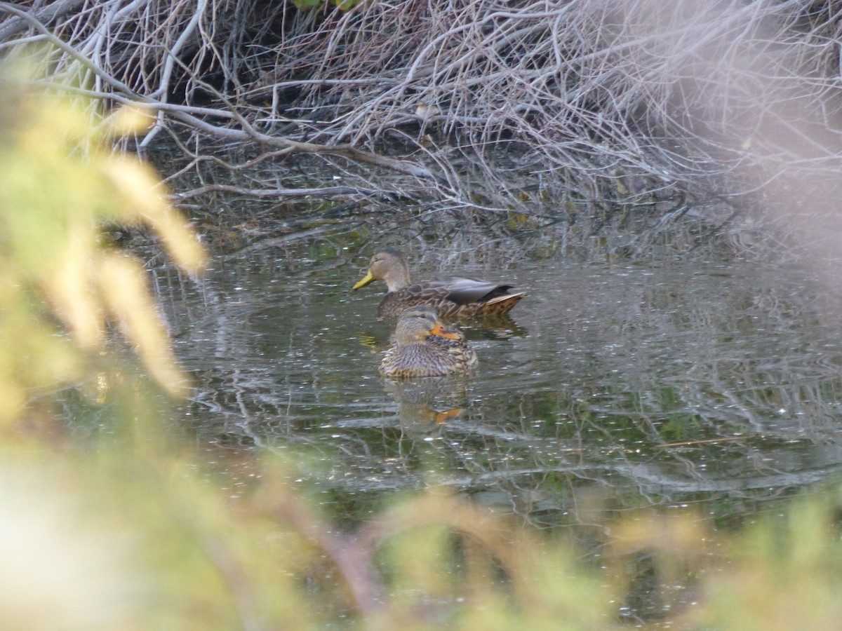 dabbling duck sp. - ML646477570