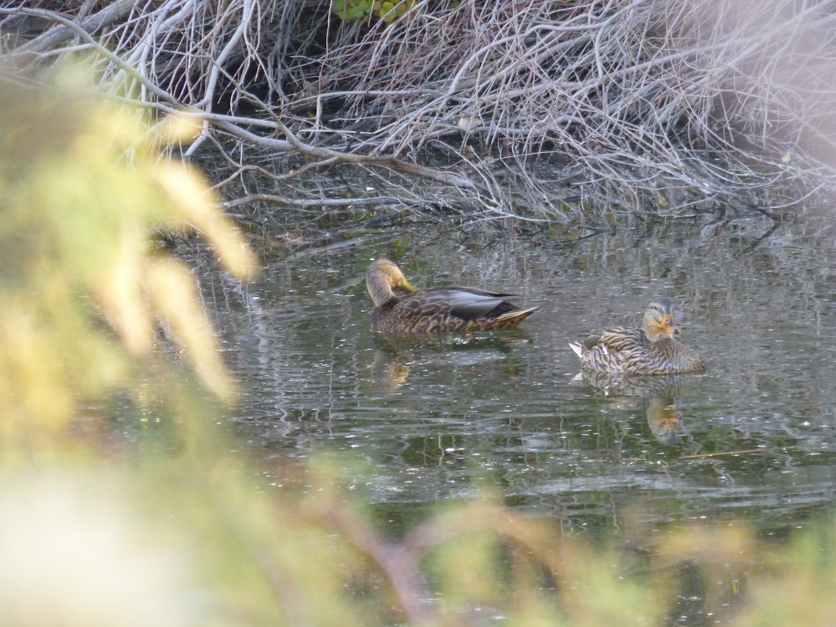 dabbling duck sp. - ML646477571