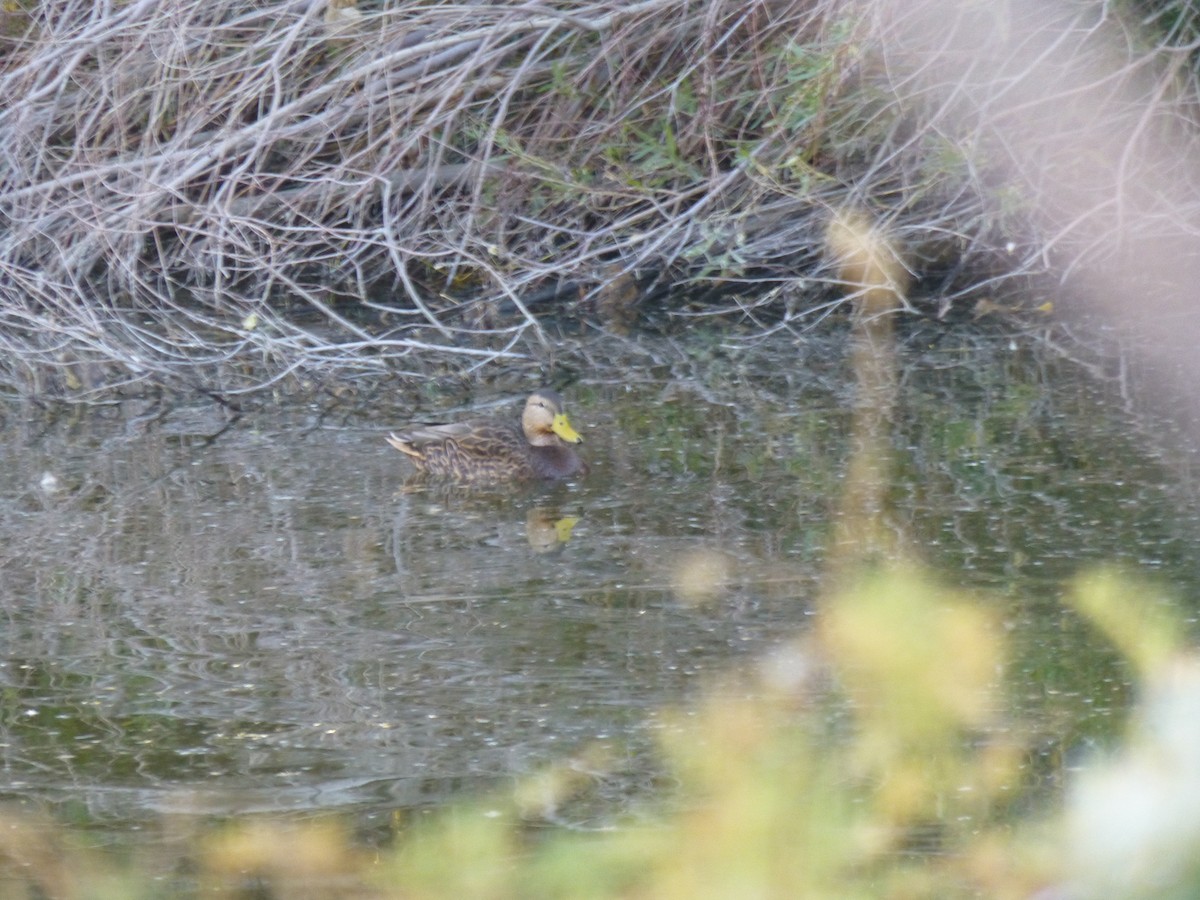 dabbling duck sp. - ML646477572