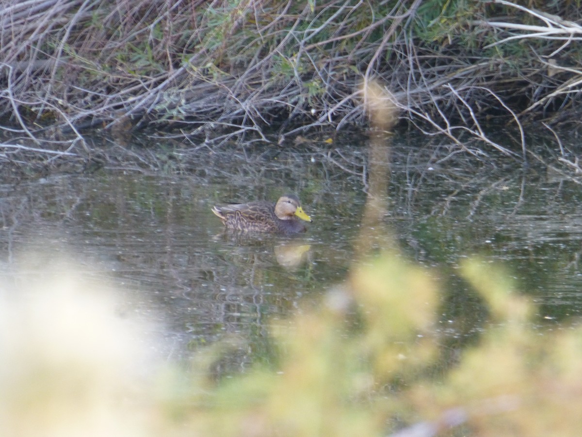 dabbling duck sp. - ML646477573